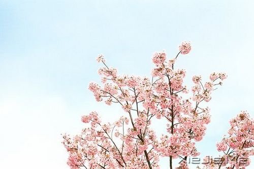 早安心语：生命中有风有雨，也有阳光 (3)